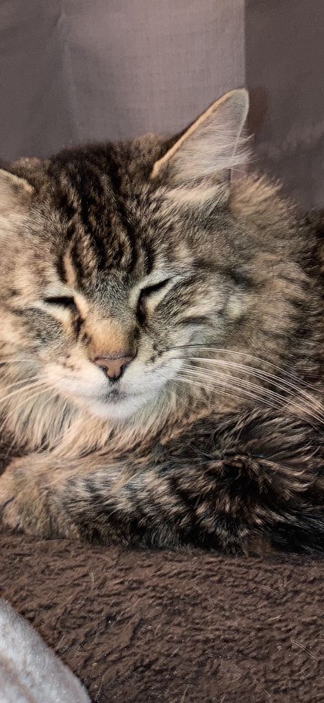 Fluffy Profile Photo
