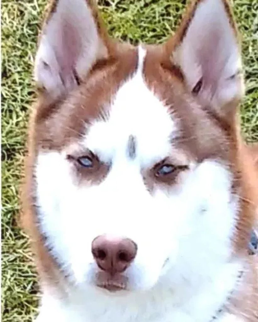 Buddy 🐾 Profile Photo