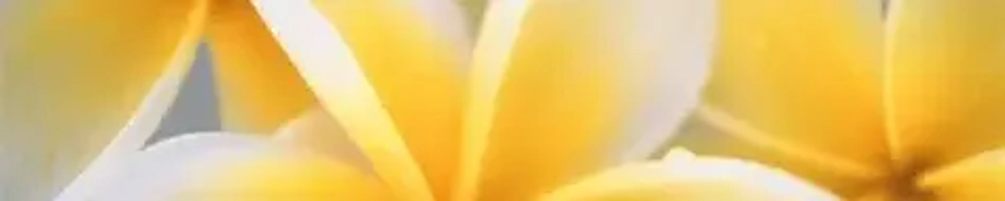 Cover for Lakia Cheree Butler White's Obituary