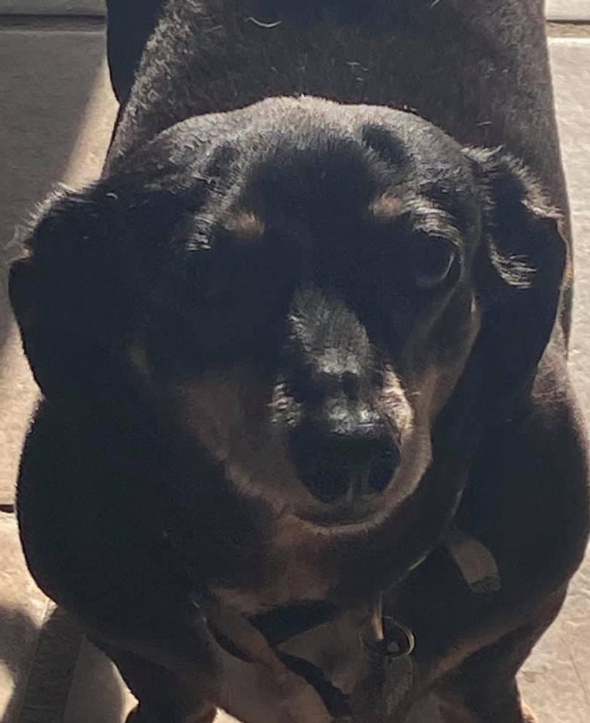 Trixie Profile Photo