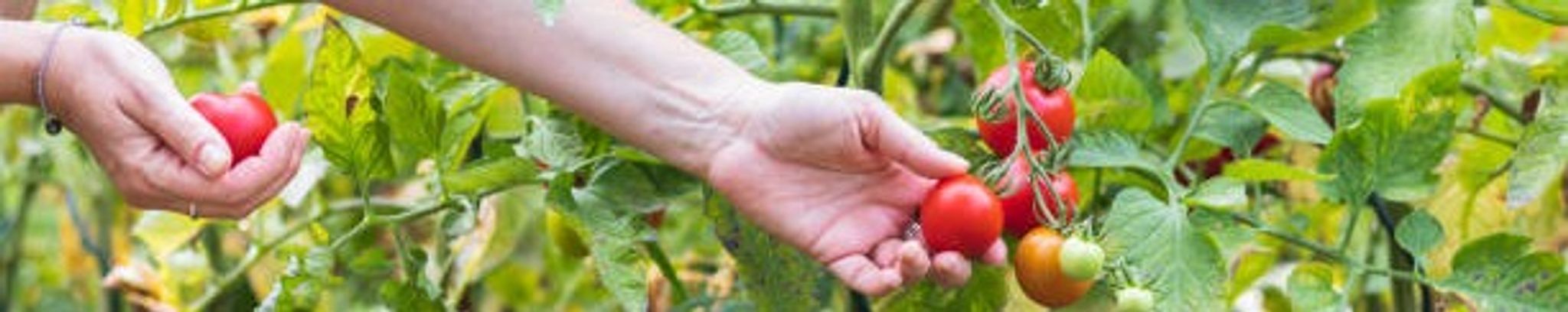 Cover for Giuseppe Masucci's Obituary