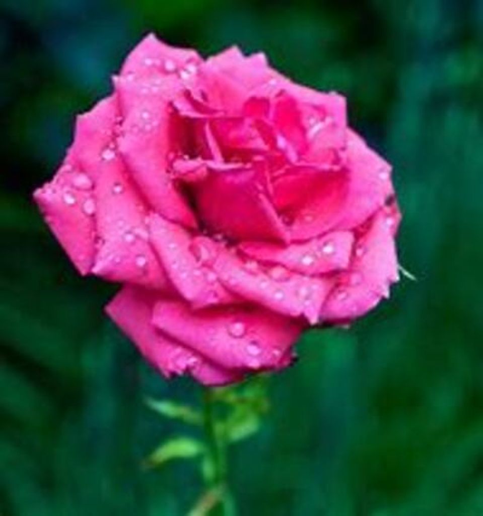 Rose Marie Kohn Profile Photo