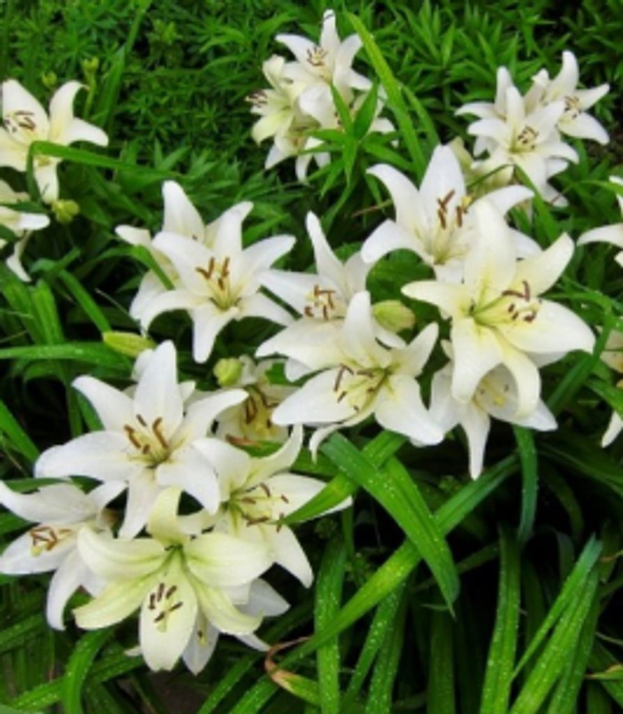 Evelyn (Mueller)  Nemec Profile Photo