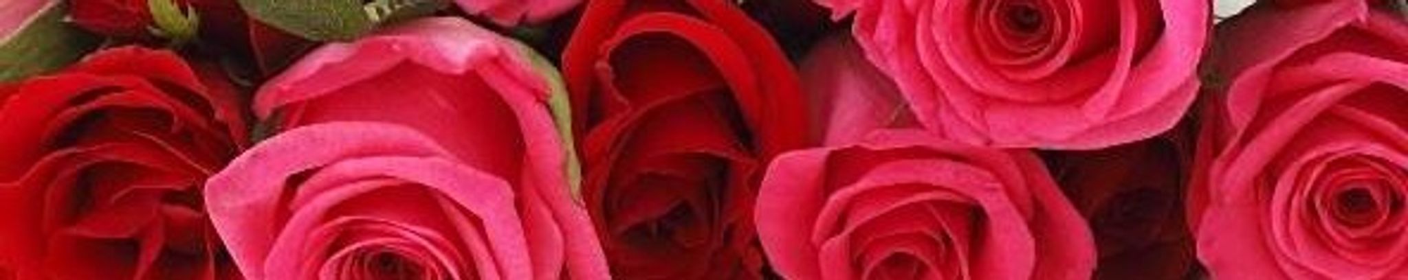 Cover photo for Carolyn Hunter Dickerson's Obituary