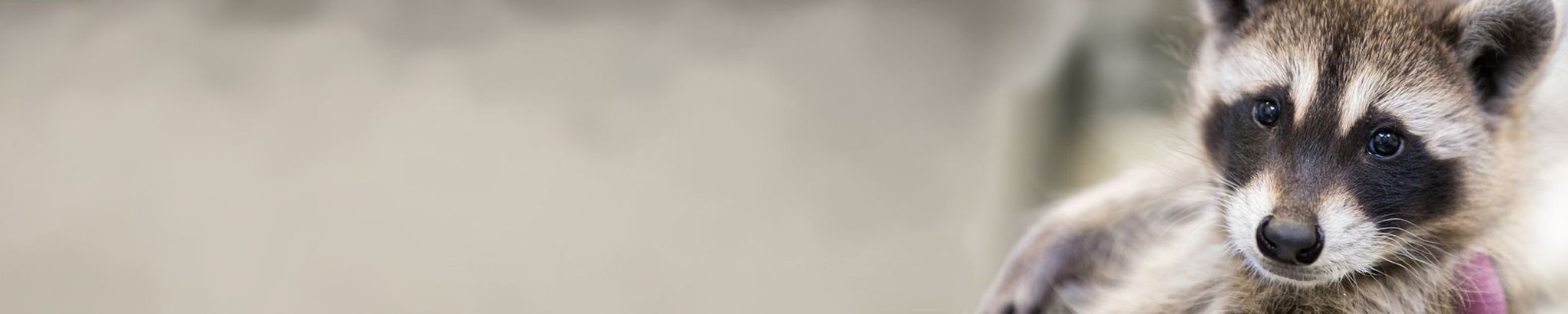 Cover for Sharon M. Robbins's Obituary