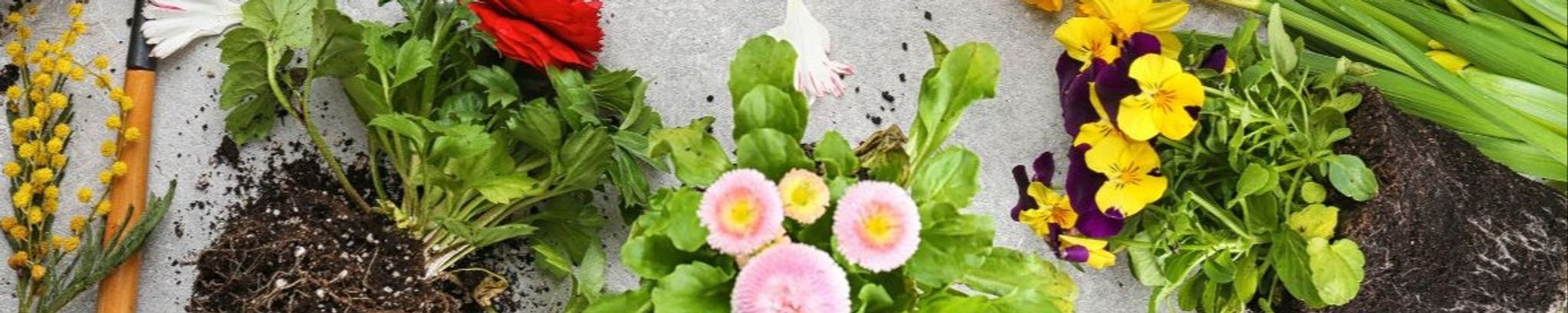 Cover photo for Sue Campbell Barrett's Obituary