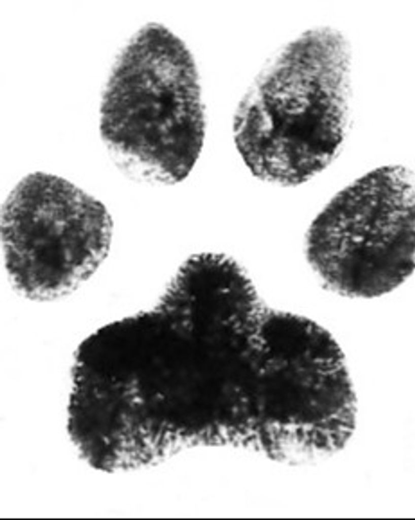 Junior Chang Profile Photo