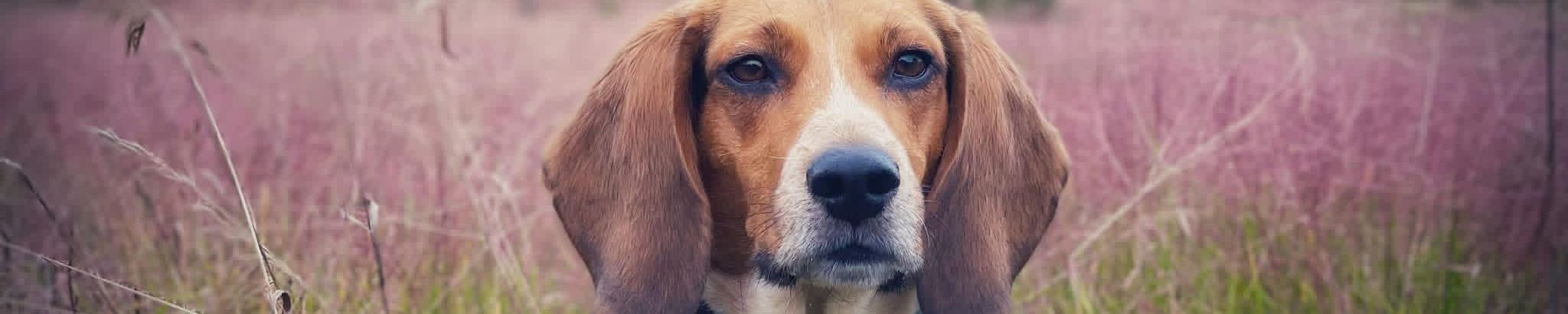 Cover for Christopher Thomas Hodo's Obituary