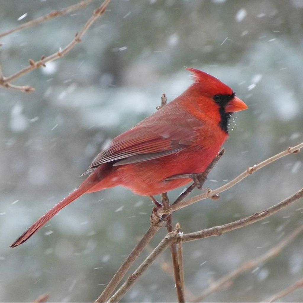 Anna Rita Mcauley Profile Photo