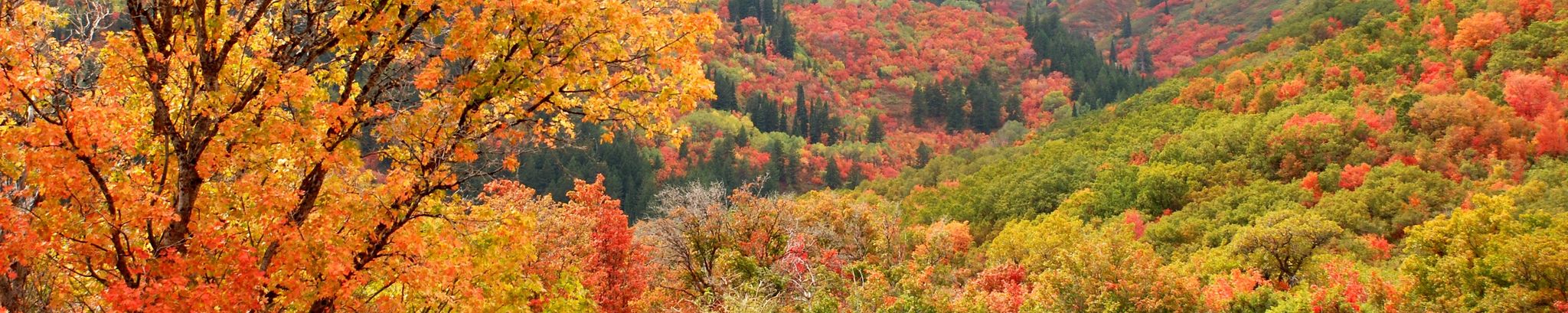 Cover for Doris Taylor Baker's Obituary