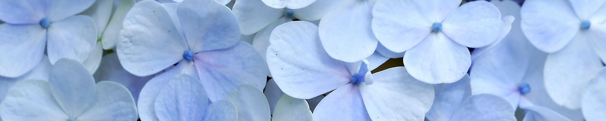 Cover photo for Louise Barnes's Obituary