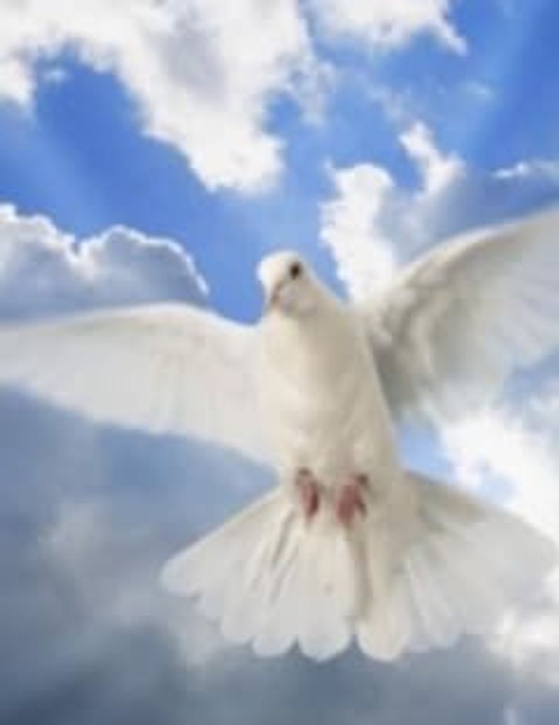 Steve D. Ogletree Profile Photo