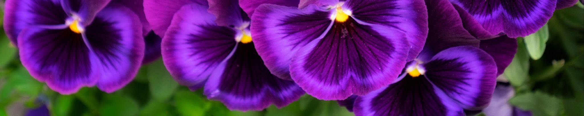 Cover photo for Frances Ellen Grigg's Obituary