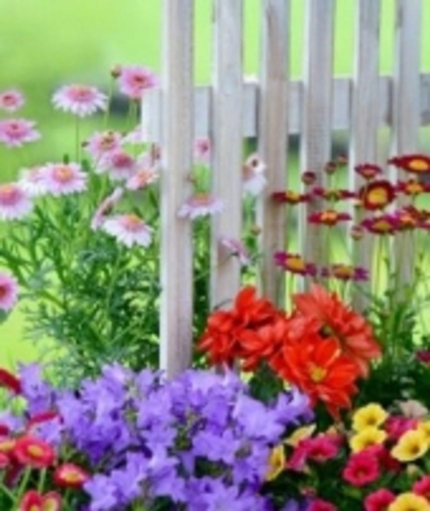 Clara Toews Profile Photo