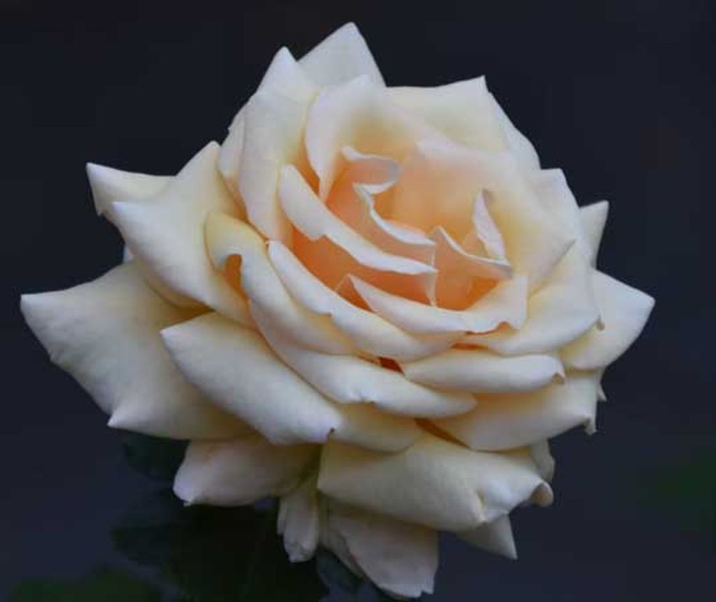 Ms. Frances B Price Profile Photo