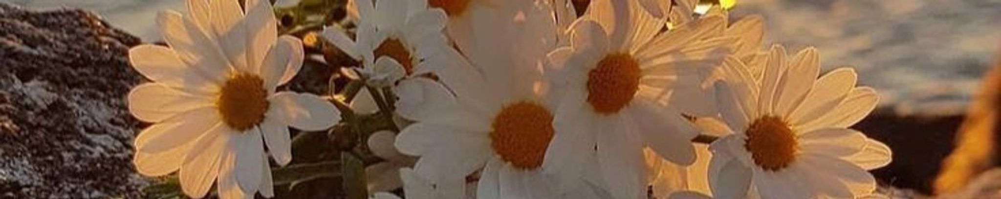 Cover photo for Tammy Renea Spencer's Obituary