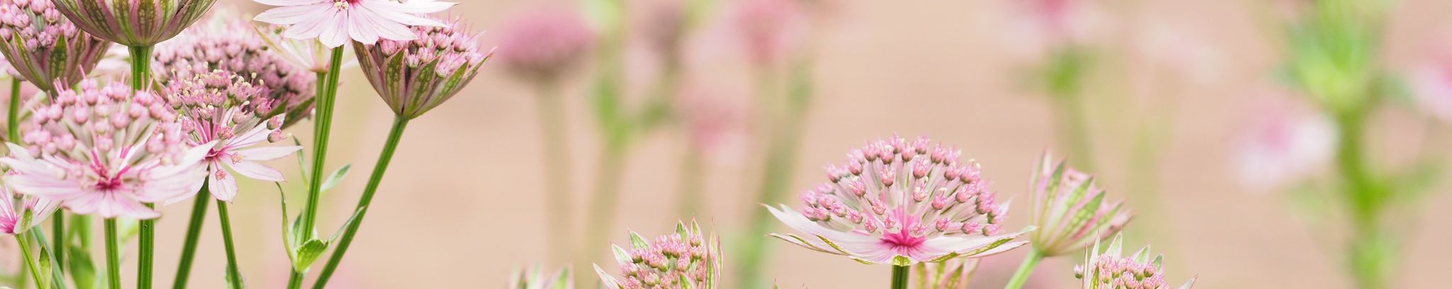 Cover photo for Shirley Winn's Obituary