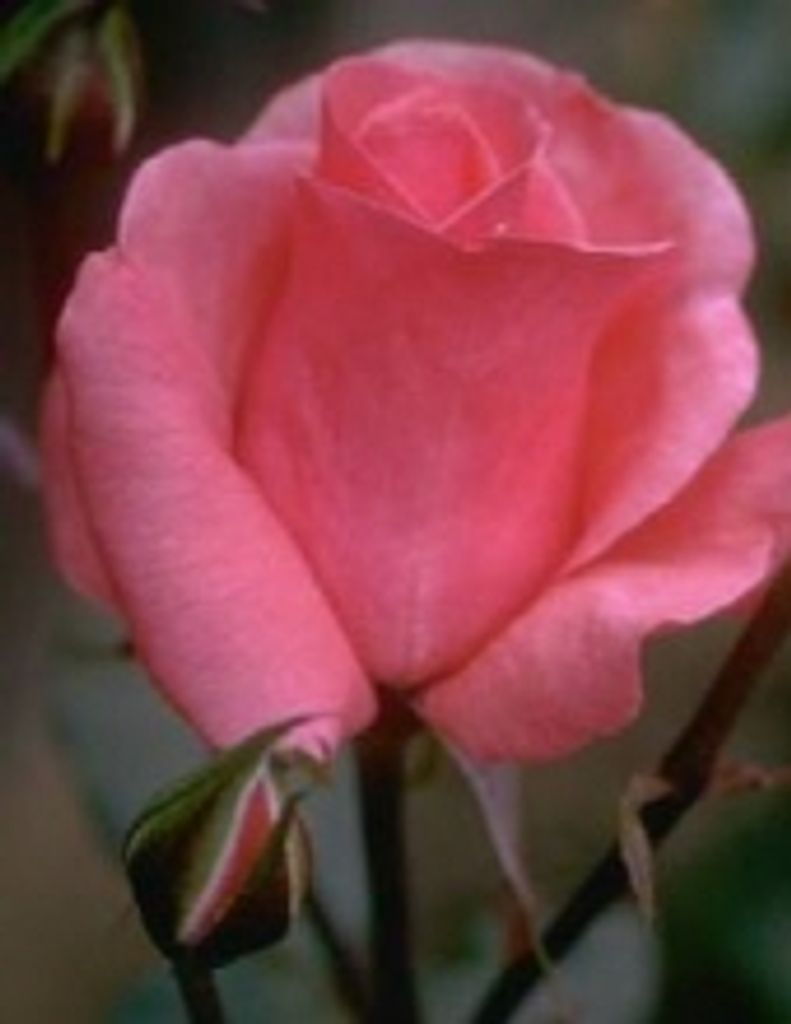 Sue Ann Jones