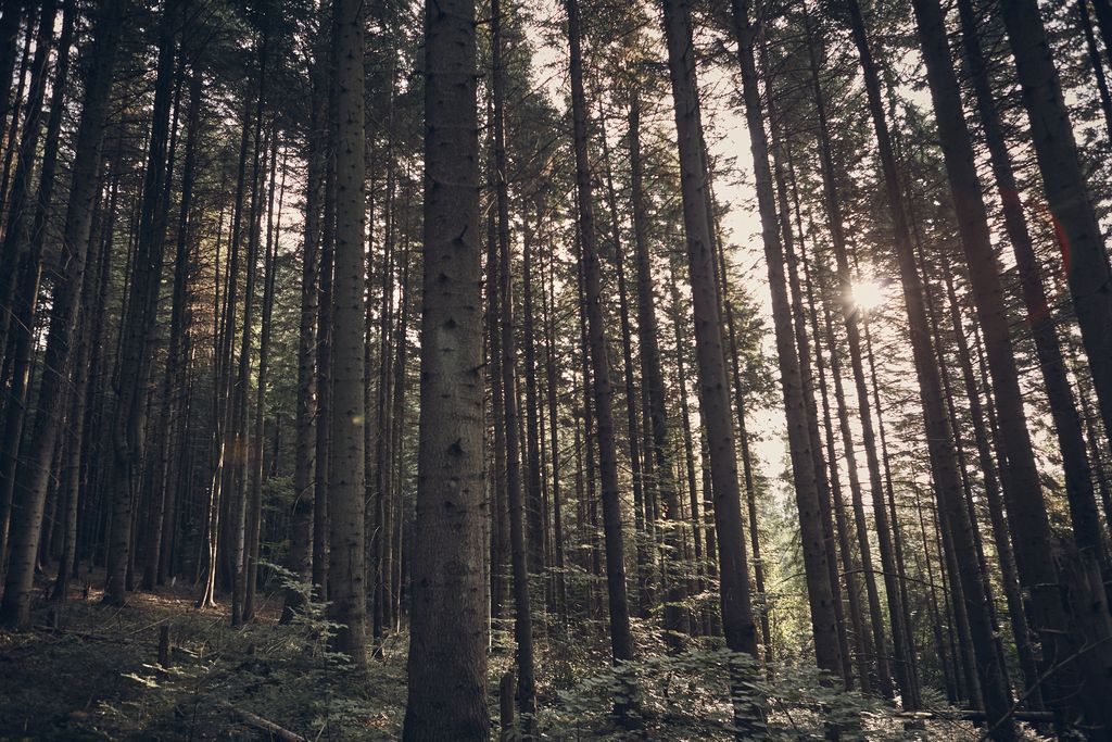 Patricia Ann Miller Profile Photo