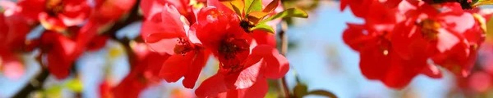 Cover photo for Charlene Pickett's Obituary