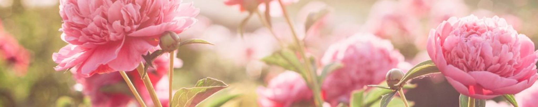 Cover for Peggy Caylor's Obituary