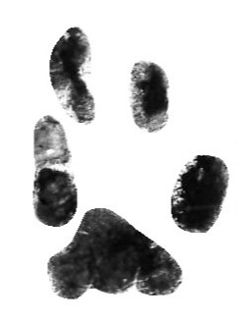 Clover Smith Profile Photo