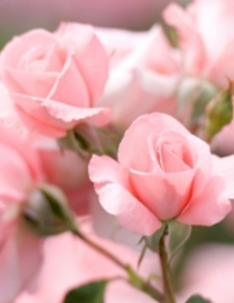 Ella Joyce Reimer Profile Photo