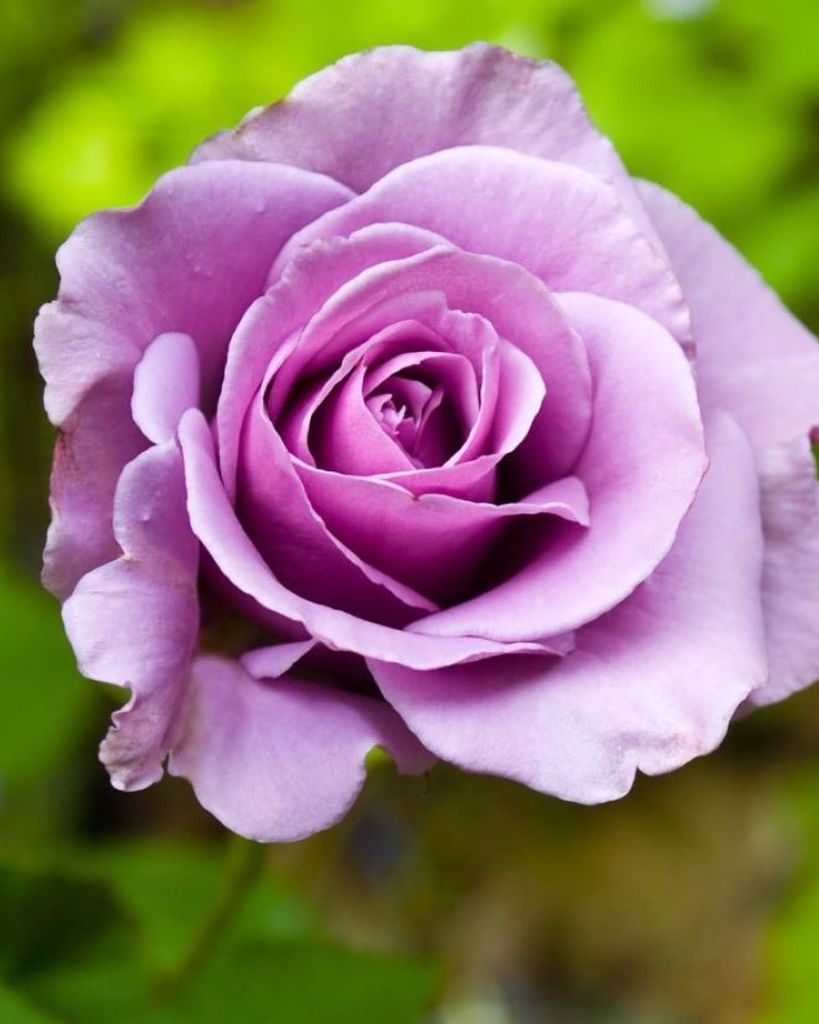 Denise Muirhead Profile Photo