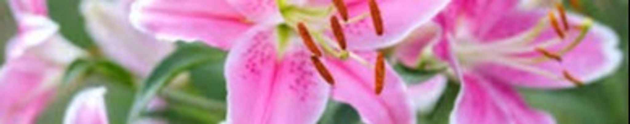 Cover photo for Vickie Lyn Penrod Barney's Obituary