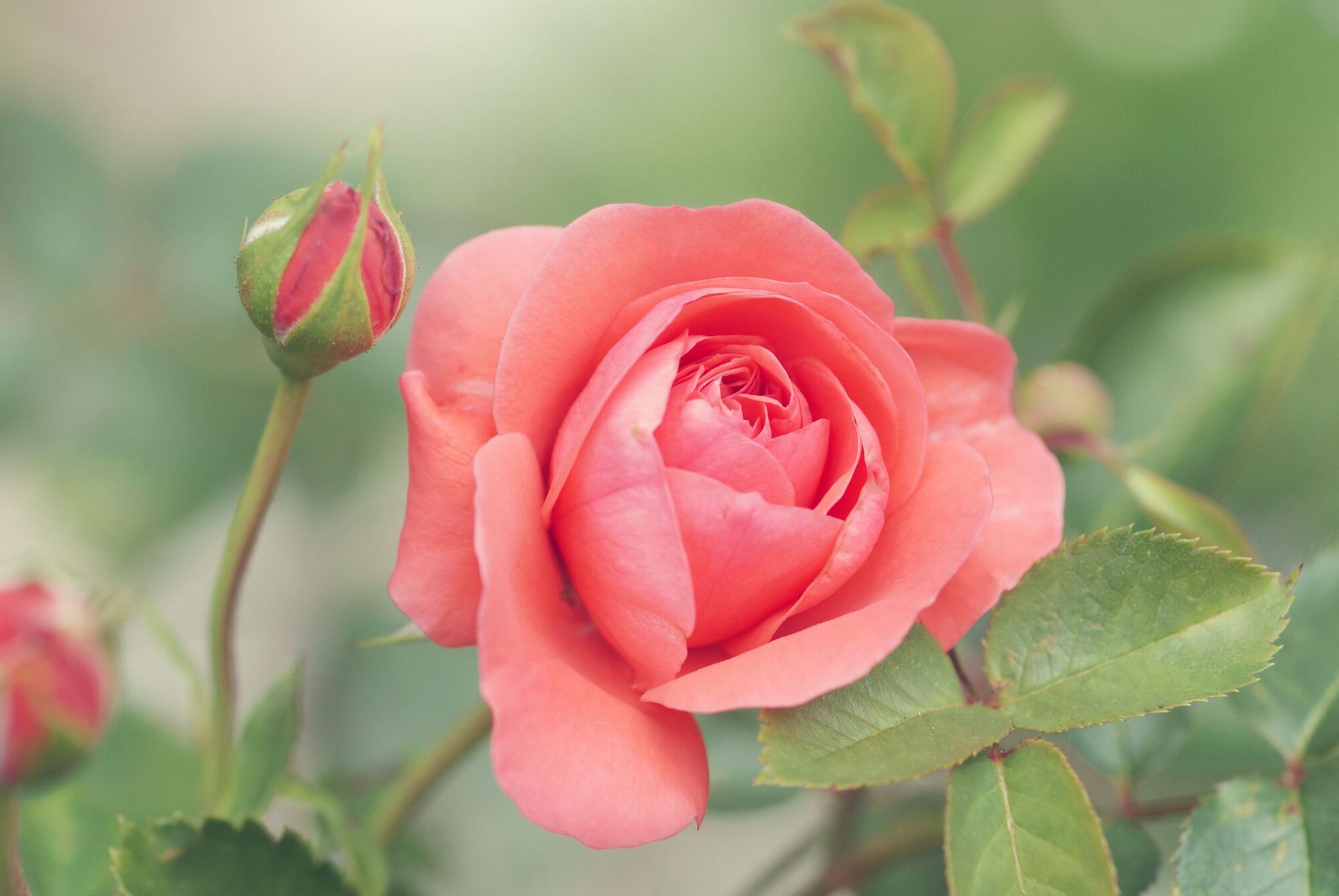 Cover for Elke Sofia Forsythe's Obituary