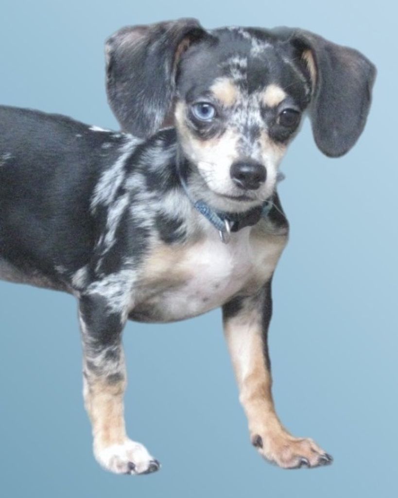 Blue Boy Profile Photo