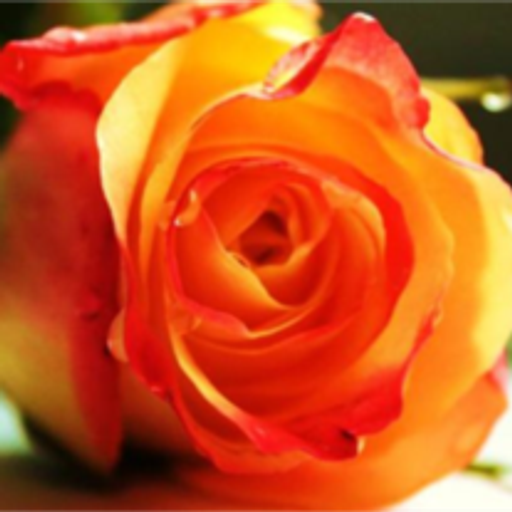 Rosa Maria Wolf Profile Photo
