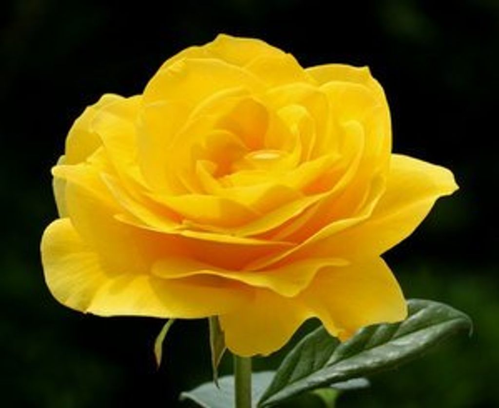 Edna Alene Anderson Profile Photo