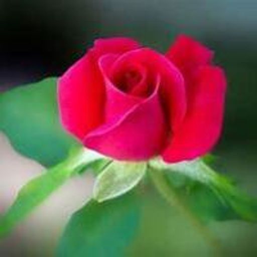 Donna Jean Wicker Profile Photo