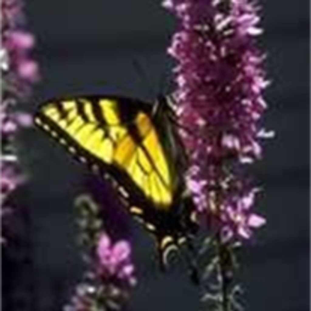 Shirley G. Frazee Profile Photo