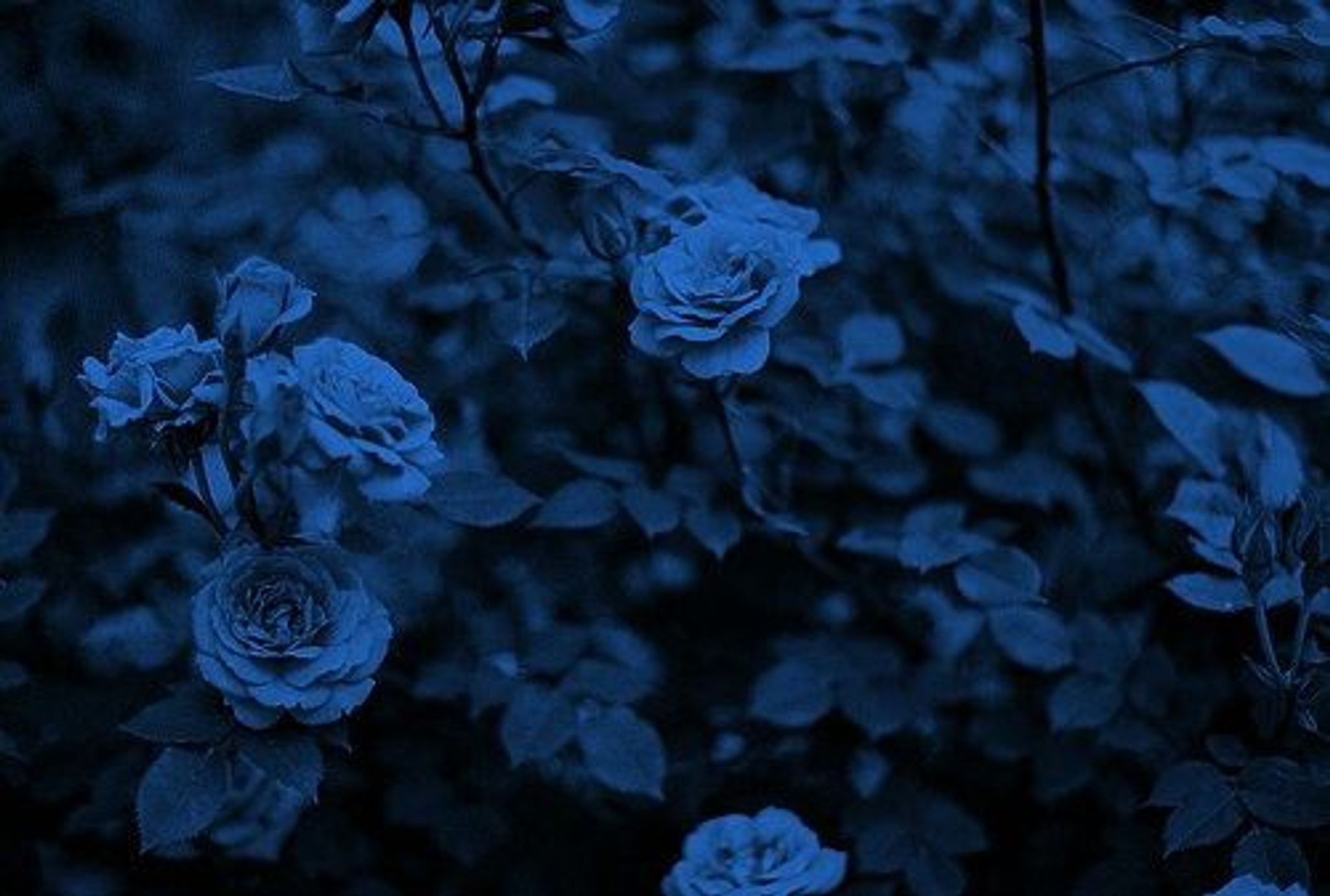 Cover photo for Sonia M.  Espino's Obituary
