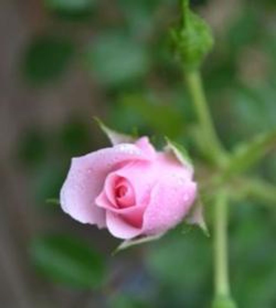 Eleanor Howell Oblak