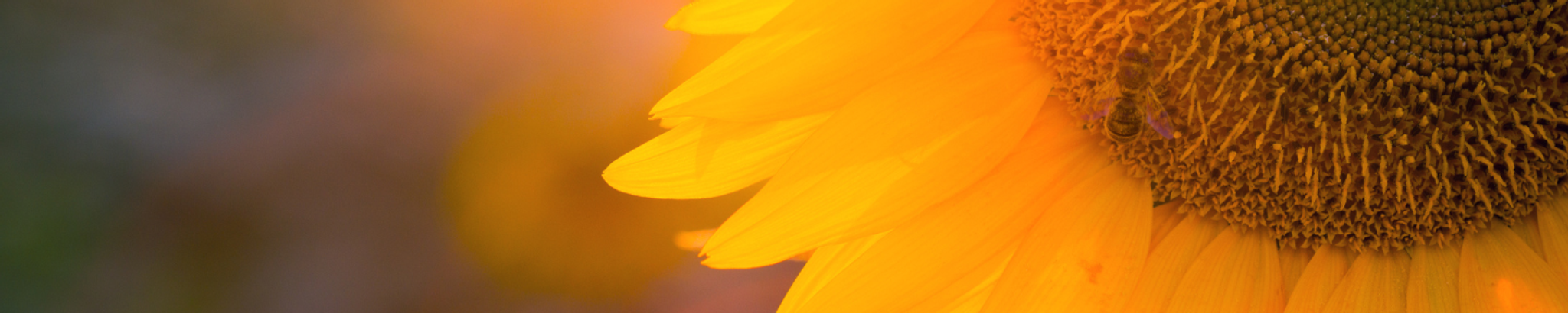 Cover photo for Karen Hill's Obituary