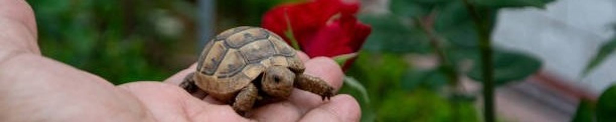 Cover for Enid Sorenson's Obituary