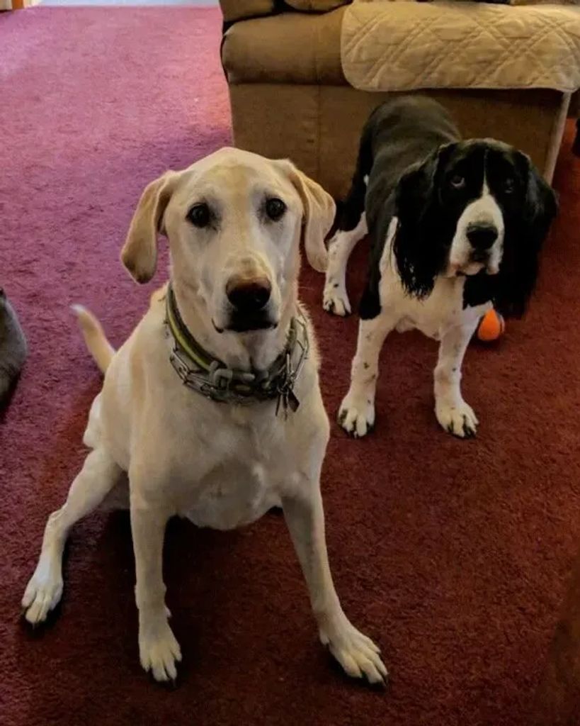 Tank & Bandit