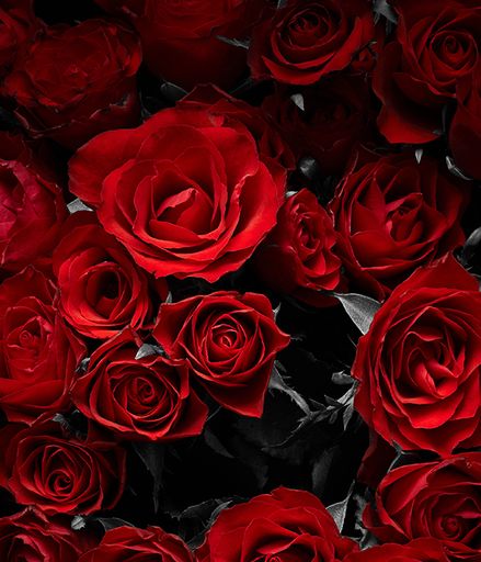 Lydia Falkner's obituary image