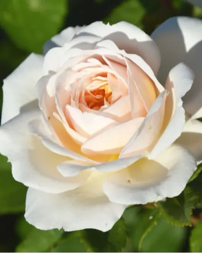 Marlyn Stout Pollard's obituary image