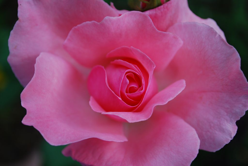 Ethel M. Pflugh