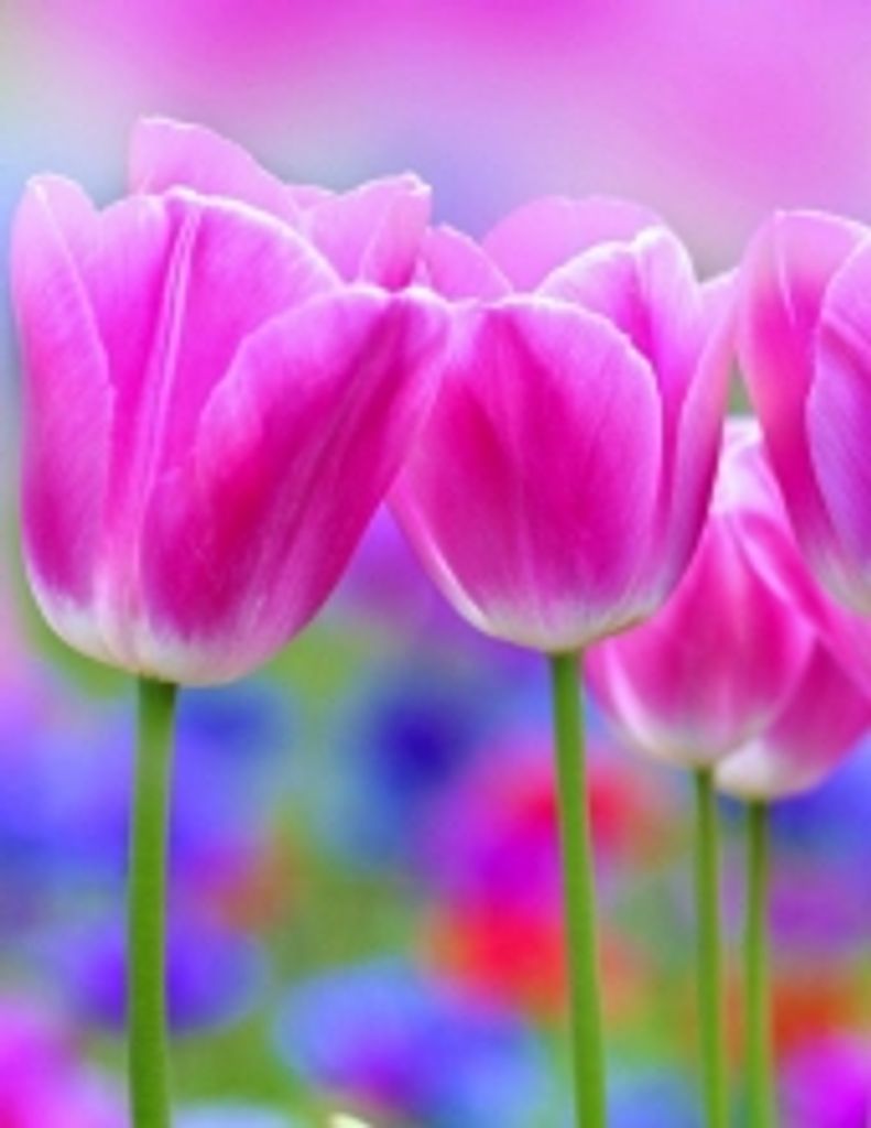 Sandra Walker Harper