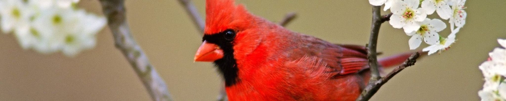 Cover for Linda Revis Hembree's Obituary