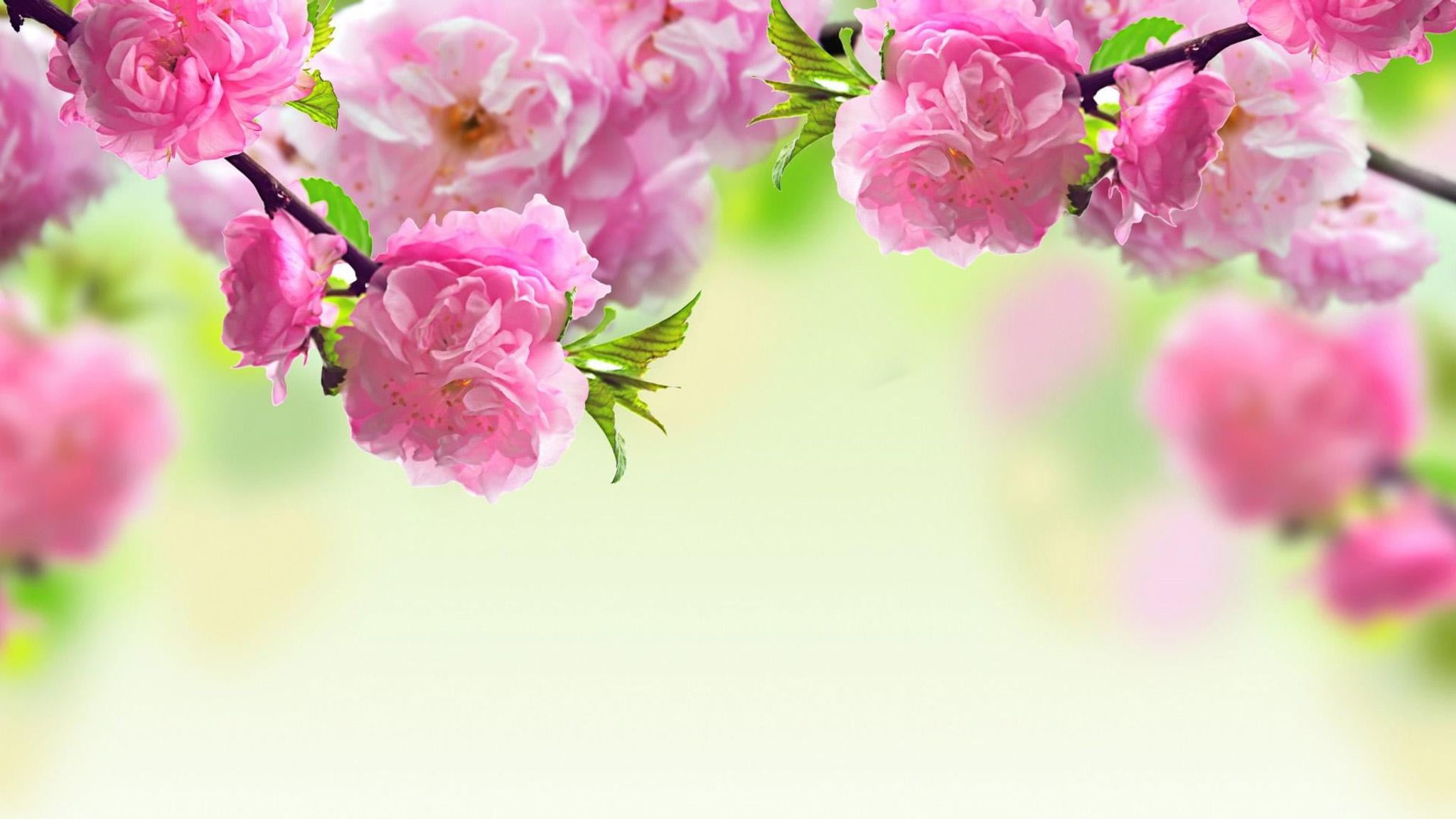 Cover for Patricia Grace Wilton's Obituary