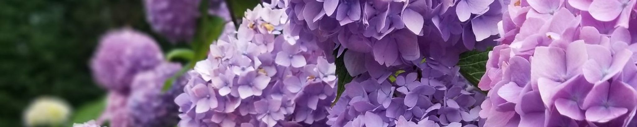 Cover for Maria Evarista Pereira's Obituary