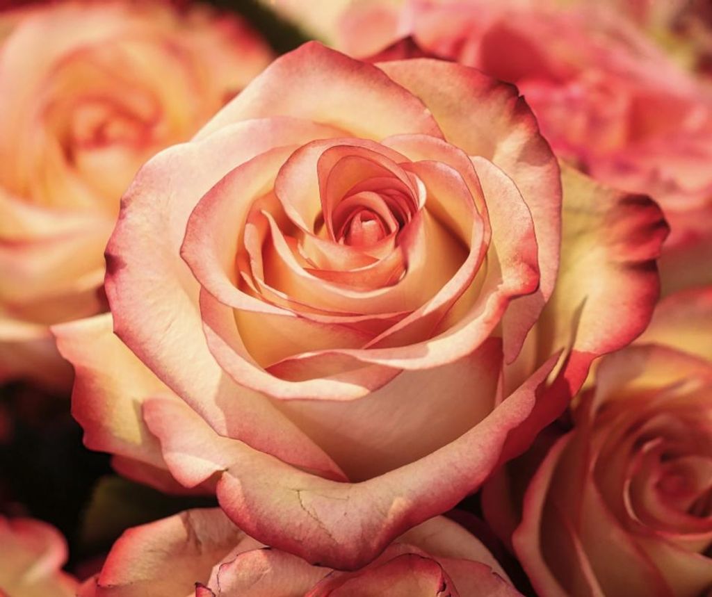 Estell Laverne Hollins