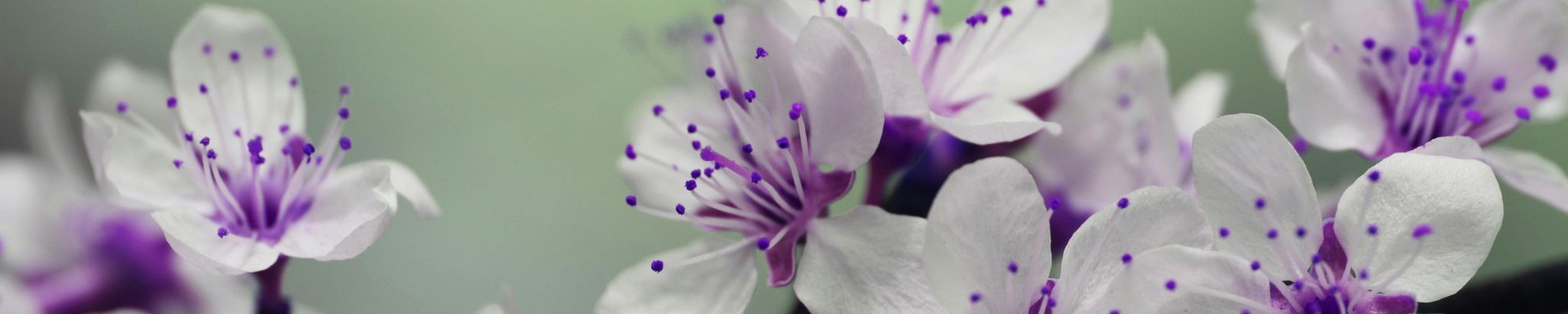 Cover for Nola Nadine Turnbull's Obituary