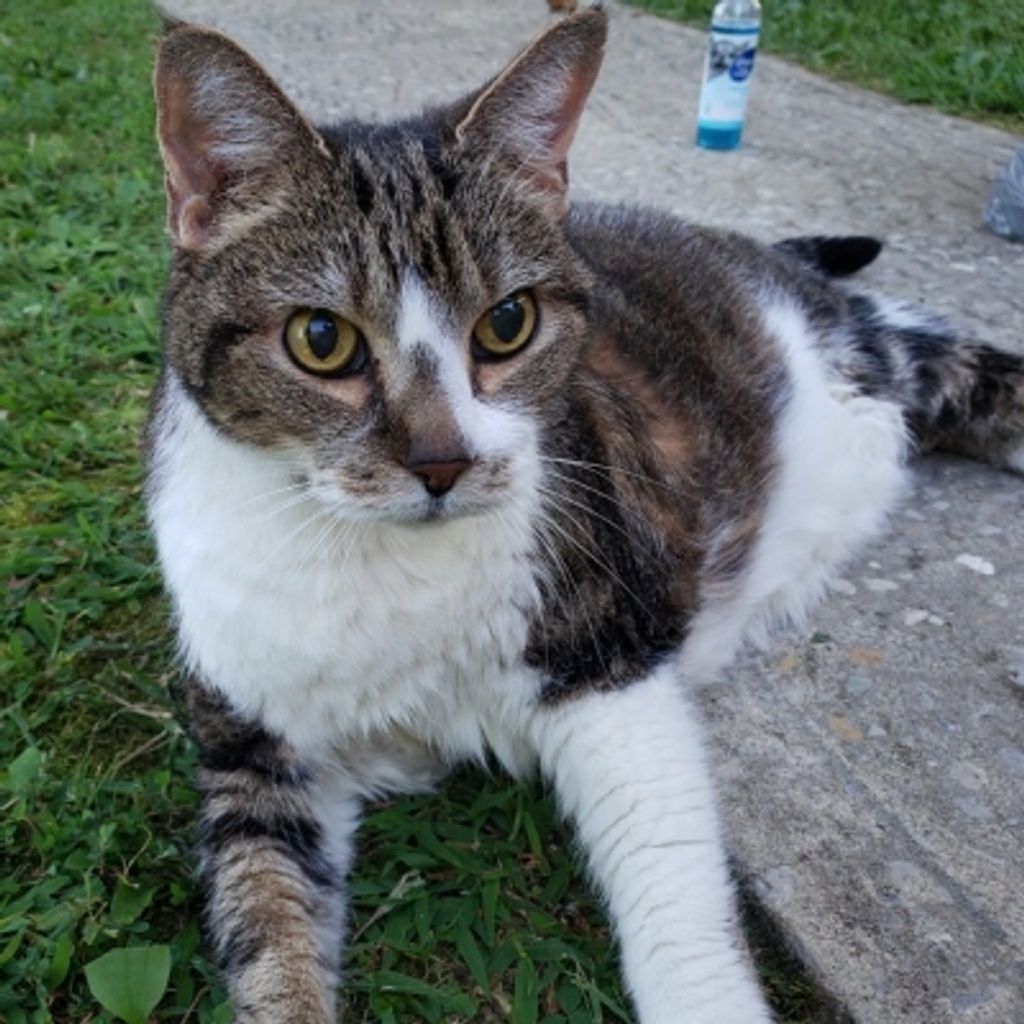 Kitty Ludlow